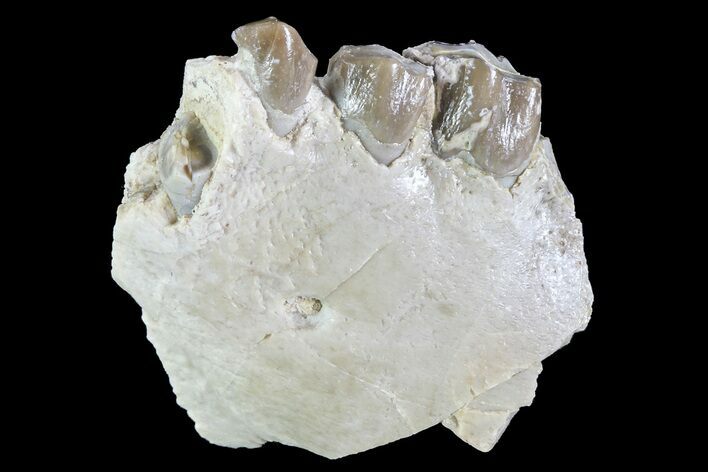 Oreodont (Leptauchenia) Jaw Section - South Dakota #73654